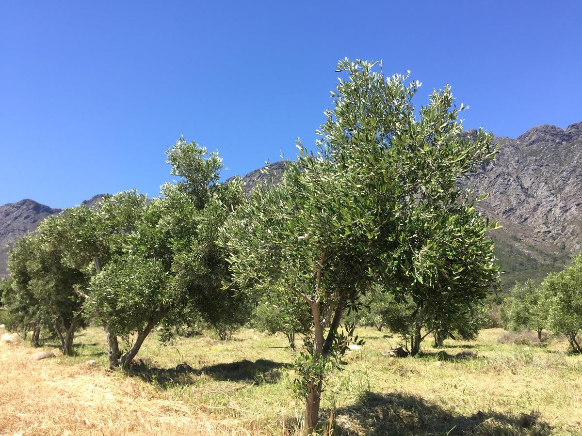 Olive Cottage Franschhoek Kültér fotó